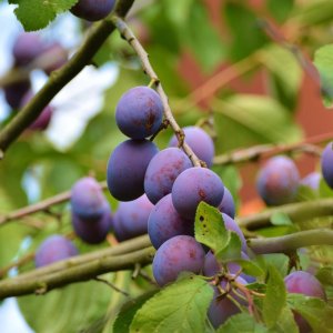 Slivka (Prunus Domestica) ´AMERS´ - neskorá, 190-210 cm, voľnokorenná 